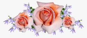 Flowers, Roses, Arrangement, Bouquet, Bloom - Flower