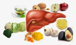 With Proper Support, The Liver Has The Capability To - Healthy Liver