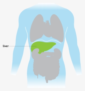Human Organ Diagram Showing Liver Location - Cartoon