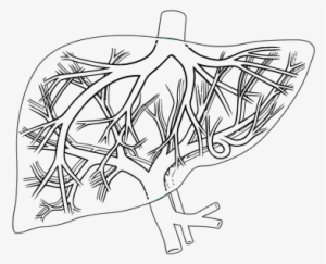 Diagram Of Liver - Liver Anatomy Black And White