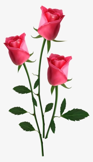 Transparent Pink Roses Png - Pink Transparent Flower Png