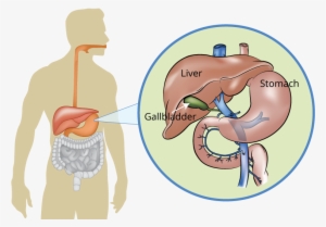 The Biliary System, Including The Liver, Pancreas And - Liver
