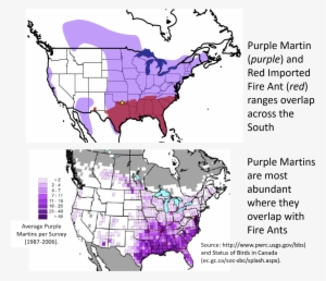 Red Imported Fire Ants Are Not Native To The Us