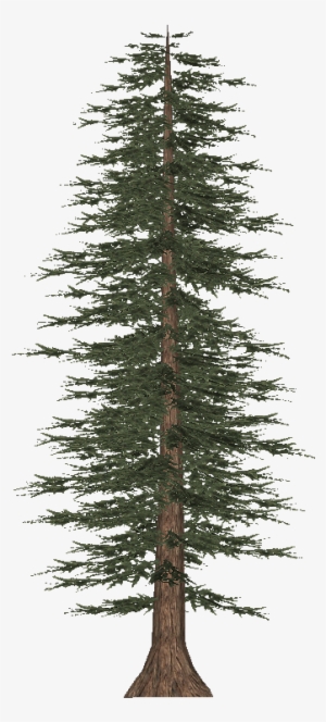 Tall Pine Tree Png - Pine