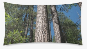 Tall Pine Trees Mt Lemmon Arizona Rectangle Pillow - Birch
