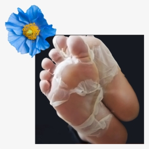 Make An Appointment - Baby Foot Peel