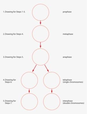 Svg Freeuse Stock Biology Assignment Custom Paper - Download