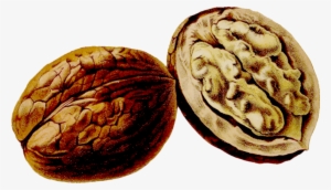 Juglans Thumbnail Pomological Watercolor - Walnut
