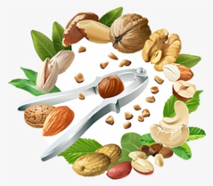 Vector Illustration Of Nutcracker And Nuts, Nuts, Nut, - Vector De Frutos Secos