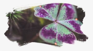 Today I Have A Free Download For You To Use As A Desktop/mobile - Macro Photography