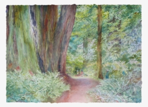 Perspective-redwoods 1, - Old-growth Forest