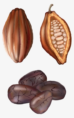 Cocoa Nut Png Clip Art - Cocoa Clipart Png