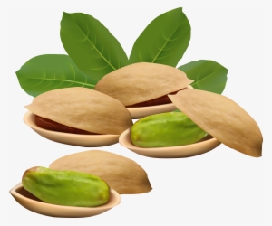 Green Nut Vector