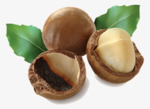 Macadamia Nuts Transparent Background Png - Macadamia Nut Oil Png
