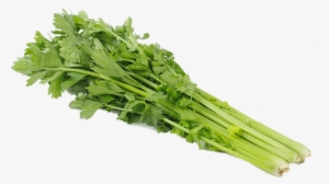 Celery Transparent Green - 有機 芹菜