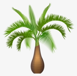 0, - Palm Trees