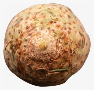 Free Png Fresh Celery Root Png Images Transparent - Portable Network Graphics