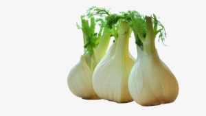 Fennel Drawing Celery