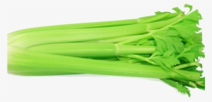 Celery - เซ ลา รี่ หรือ ขึ้นฉ่าย ฝรั่ง