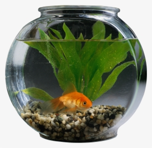 Fishbowl Photo Png Free - Pet Animals Fish In Aquarium