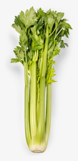 Celery