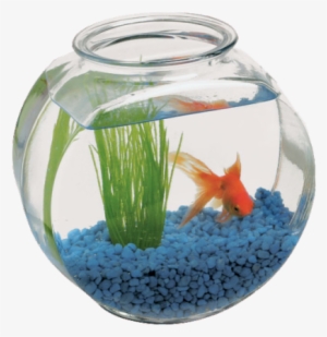 Fish-bowl - Tumblr - 2 Gallon Fish Bowl