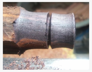 Organic Arangholz Plug Black Dots Shell Inlay White - Plug