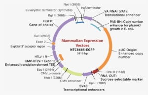Mammalian Expression Vector - Expression Vector