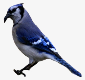 Free Blue Jay Clipart Black And White, Download Free Blue Jay Clipart Black  And White png images, Free ClipArts on Clipart Library