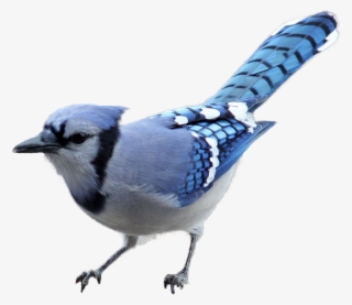 Grand River Equine Feeds - Blue Jay No Background