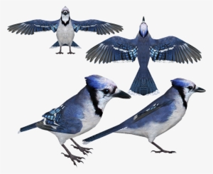 Jayblue Hendrix - Blue Jay