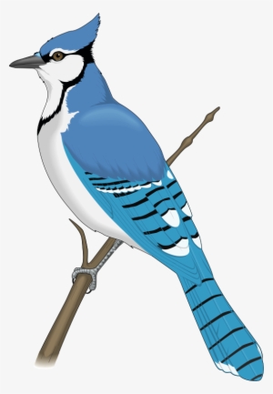 Clip Art Black And White Rare Bird Free On Dumielauxepices - Blue Jay Clip Art