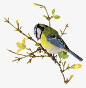 Bluejay On Branch - Finch