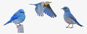 Birds Transparent Blue - Idaho Mountain Bluebird Png