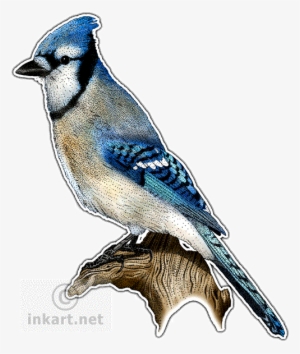 Blue Jay Decal - Songbirds Of North America Journal