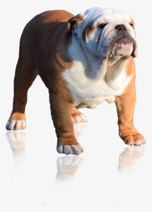 Simplydoor Che Guevara 'pedigree' One Off Our Males, - Dog