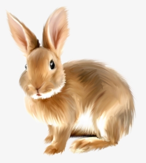 Rabbit Png Images, Free Png Rabbit Pictures Download - Rabbit Png Clipart