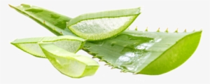 10 Beauty Benefits Of Aloe Vera Gel - Aloé Vera - A Planta Imortal: Seis Mil Anos De História
