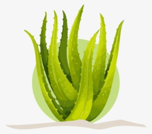 Join Forever Aloe - Aloe Vera By Forever