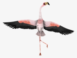 Flamingo Clipart - Flamingo Funny