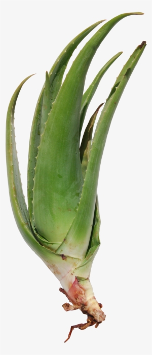 Seedlings - Aloe Vera Auténtico