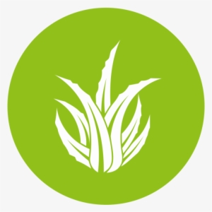 Aloe Icon - Aloe Vera Logo Png