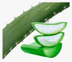 Aloe Vera No Background