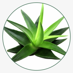 Gel De Aloe Vera - Coloriage Oliver Et Compagnie