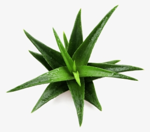 Patented Ingredient Name Daltonmax 700® Aloe Vera - Imagenes De Un Maguey