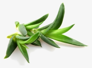 Aloe Vera Contains Over 100 Natural Amino Acids, Vitamins,