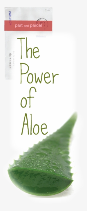 Aloe Vera - Aloe Vera Plant