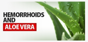 Hemorrhoid And Aloe Vera