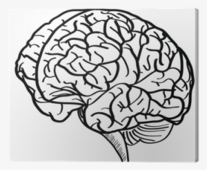 Human Brain Vector Outline Sketched Up - Brain Vector