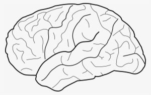 Brain Human Thinking - Brain Black And White Template